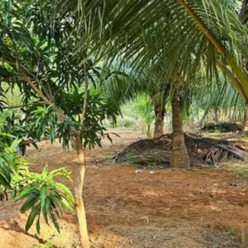 சாவகச்சேரி நுணாவிலில் A9 வீதி 1 km தூரத்தில் 20 பரப்பு தென்னங்காணி விற்பனை